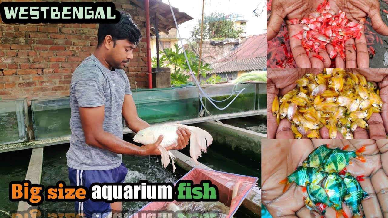 Indian aquarium fish farmer | Fish farming | westbengal