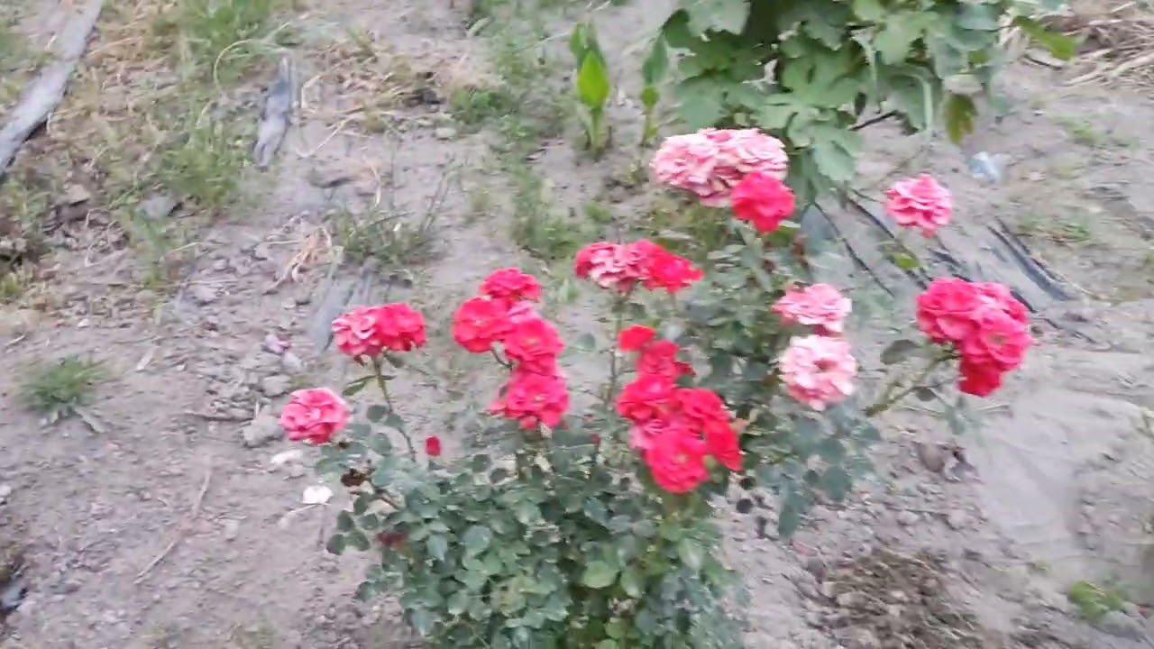 جولة في حديقة الاستاذ اياد ابو نور بالمزرعة