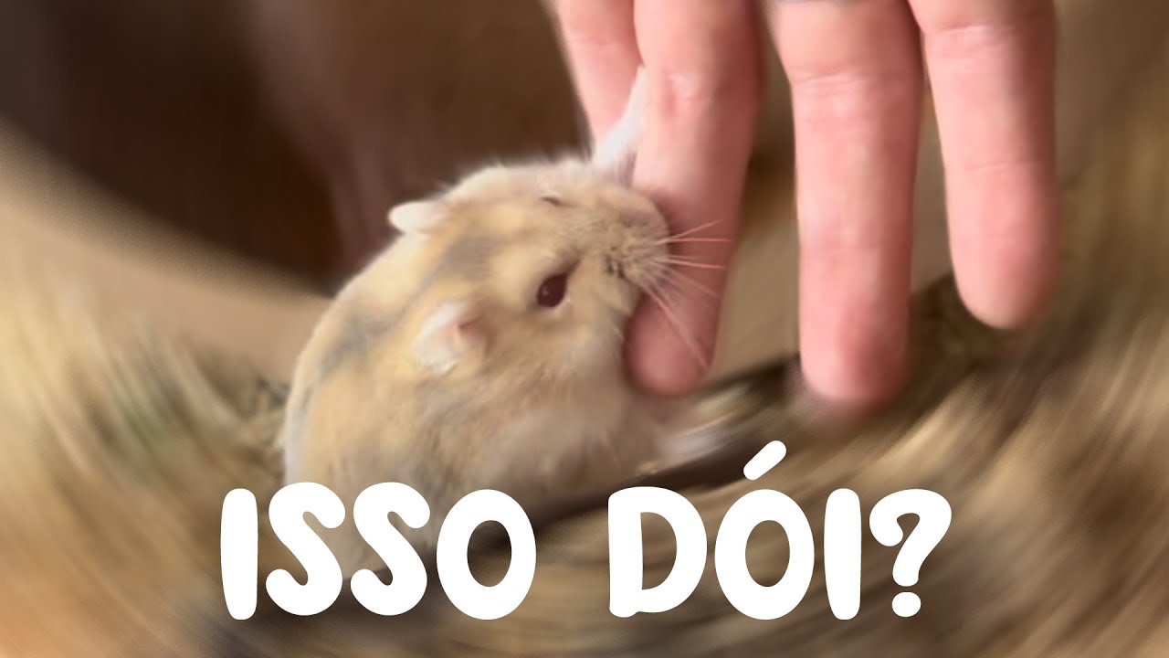 Mordida de hamster DÓI?
