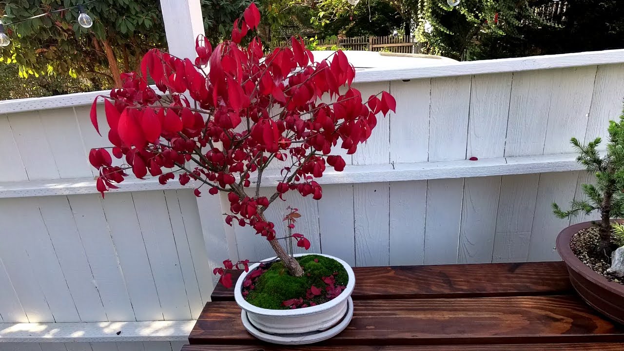 Burning Bush Bonsai - Year 2 Update