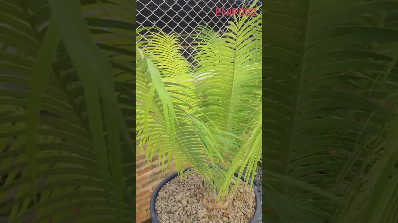 AHEAD TH Encephalartos ENIP002 Lydenburg Cycad A Cycad of Unparalleled Elegance and Rarity 