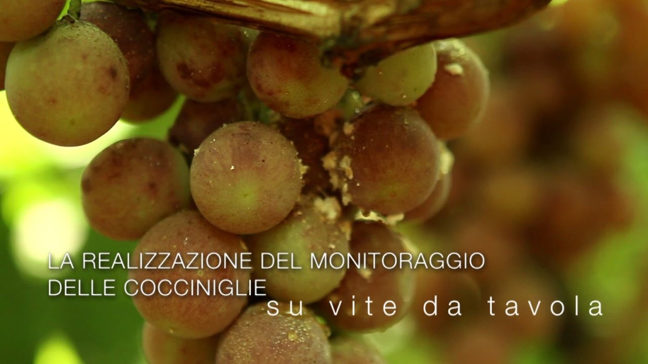La realizzazione del monitoraggio delle cocciniglie su vite da tavola