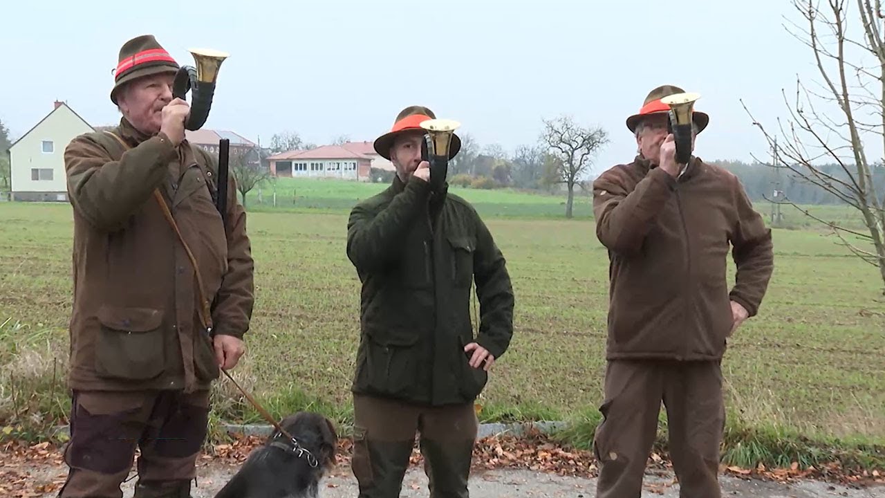 Waidmannsheil! Treibjagd sichert Wildbestand