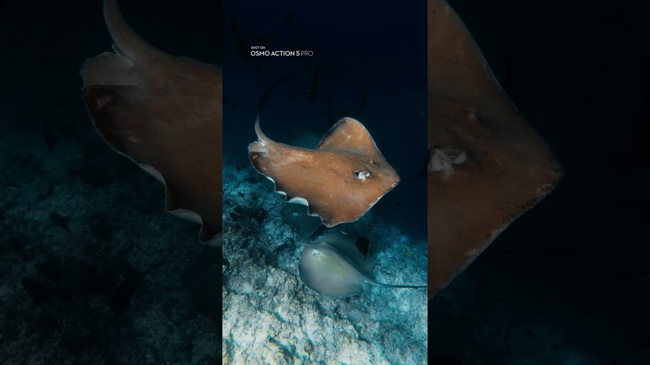 How to Color Grade Underwater Footage | Osmo Action 5 Pro