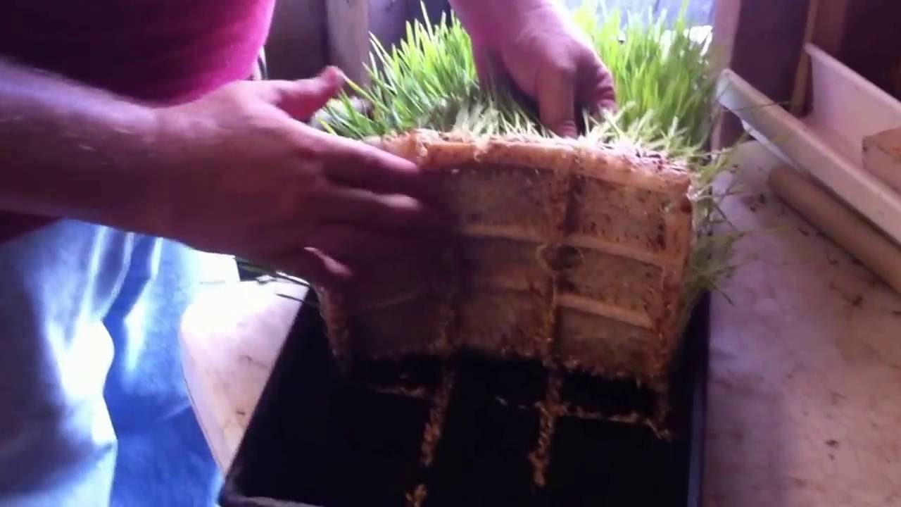 How to build a successful fodder system on a budget