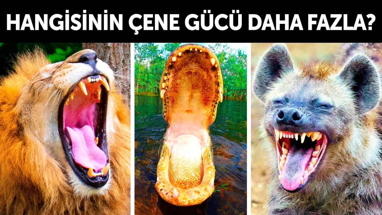 Hangi Canlının Çene Gücü Daha Fazladır?