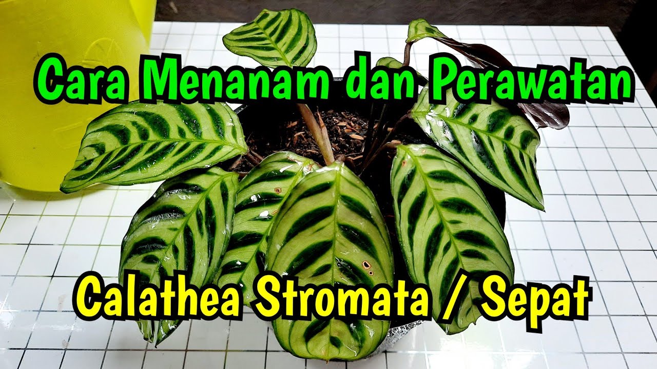🌿 CARA MENANAM DAN PERAWATAN CALATHEA STROMATA / SEPAT 😀