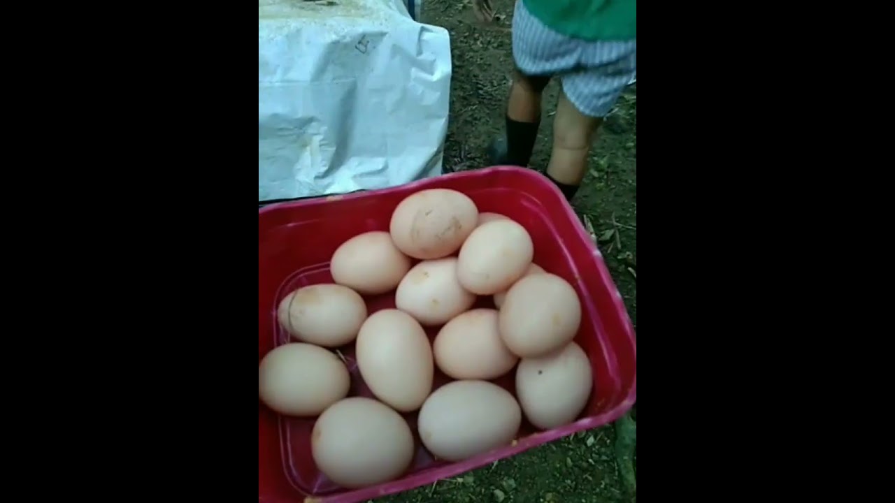 The Daily Routine of a Livestock Farmer (Rhode Island Red) #rir #farming #livestock