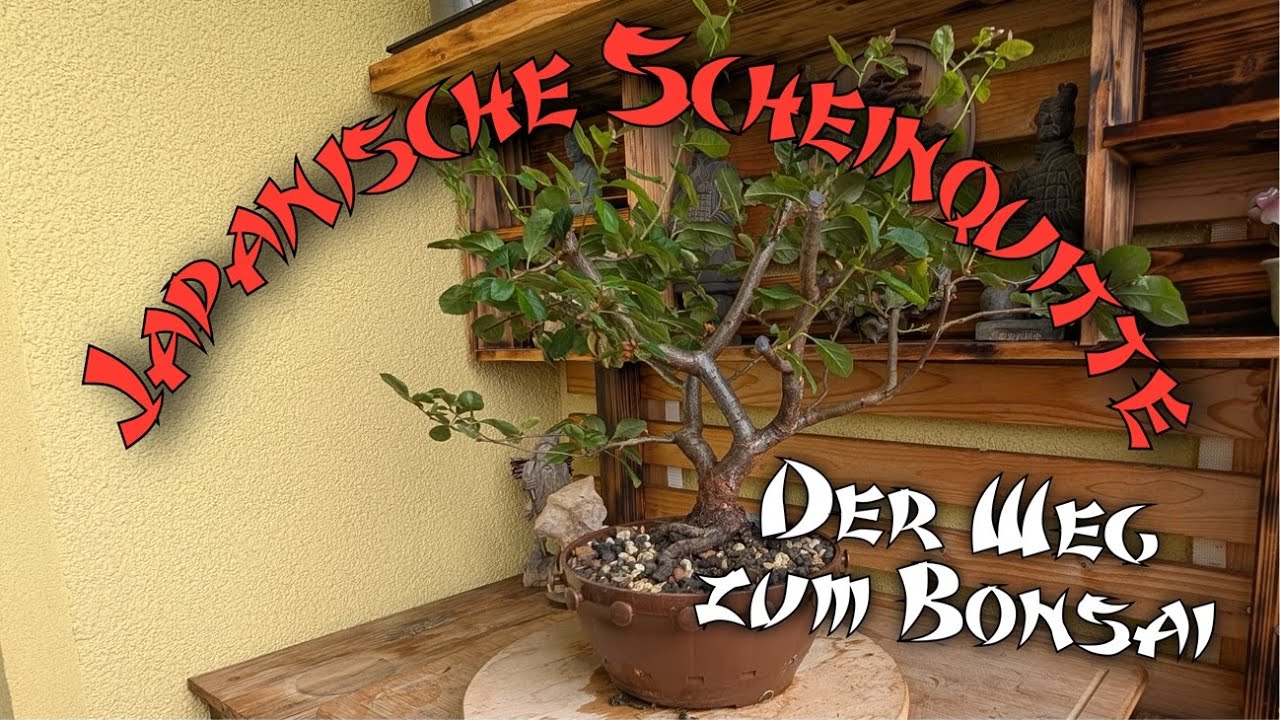 Japanische Zierquitte der Weg zum Bonsai