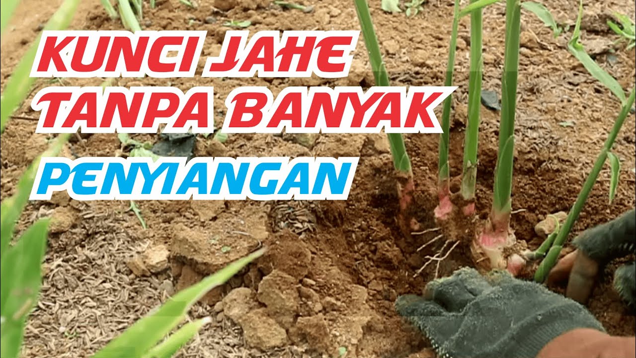 Jahe 2 Bulan Bersih Gulma | Rahasia Pengolahan Lahan Pa Ayub