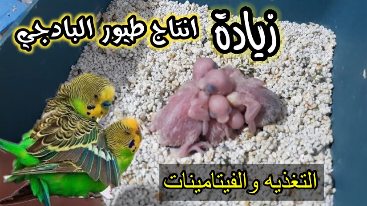 زيادة انتاج طيور البادجي التغذيه والفيتامينات اللازمه لزيادة عدد البيض وتخصيب الذكور وتحفيزهم