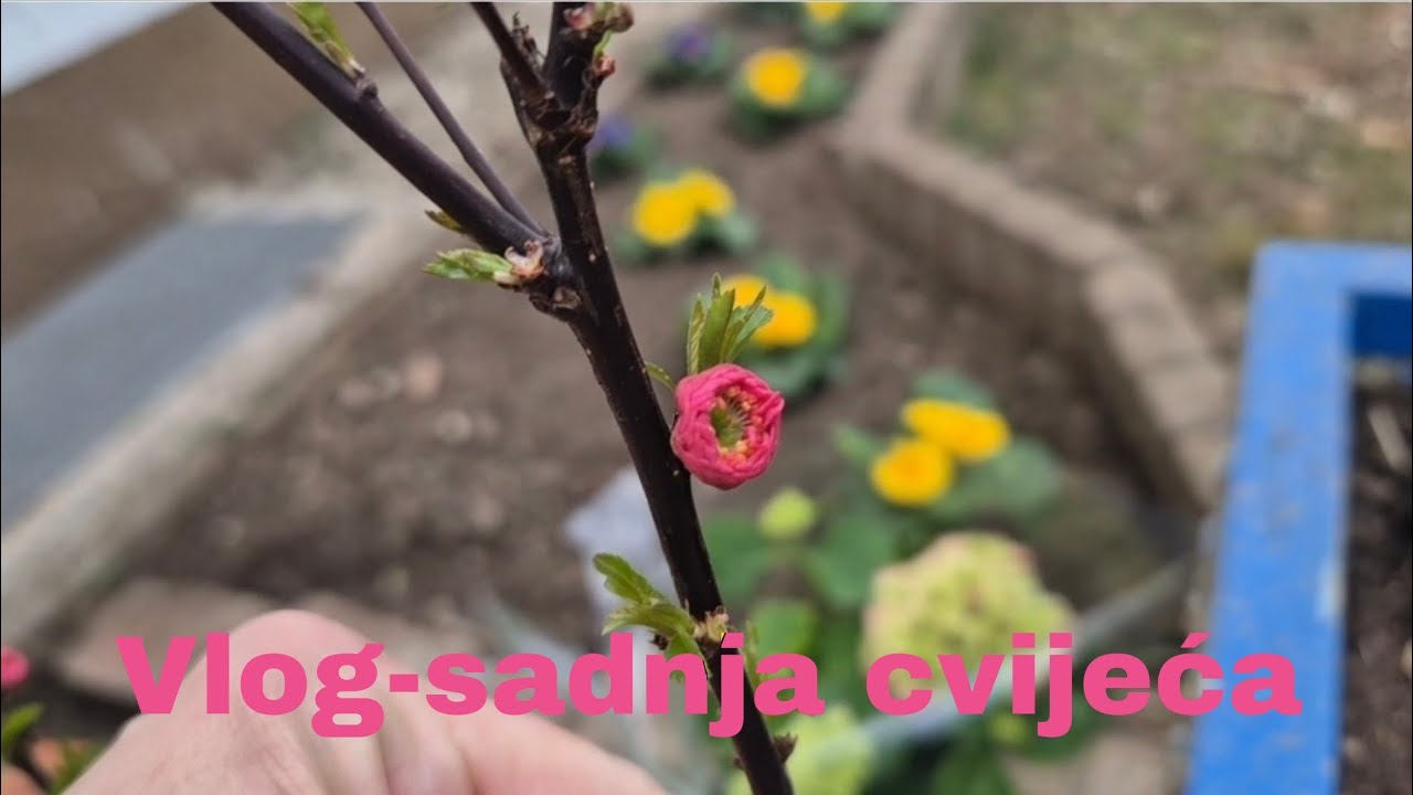 VLOG -SADNJA CVIJECA #vlog #flowers #germany #bosnia 