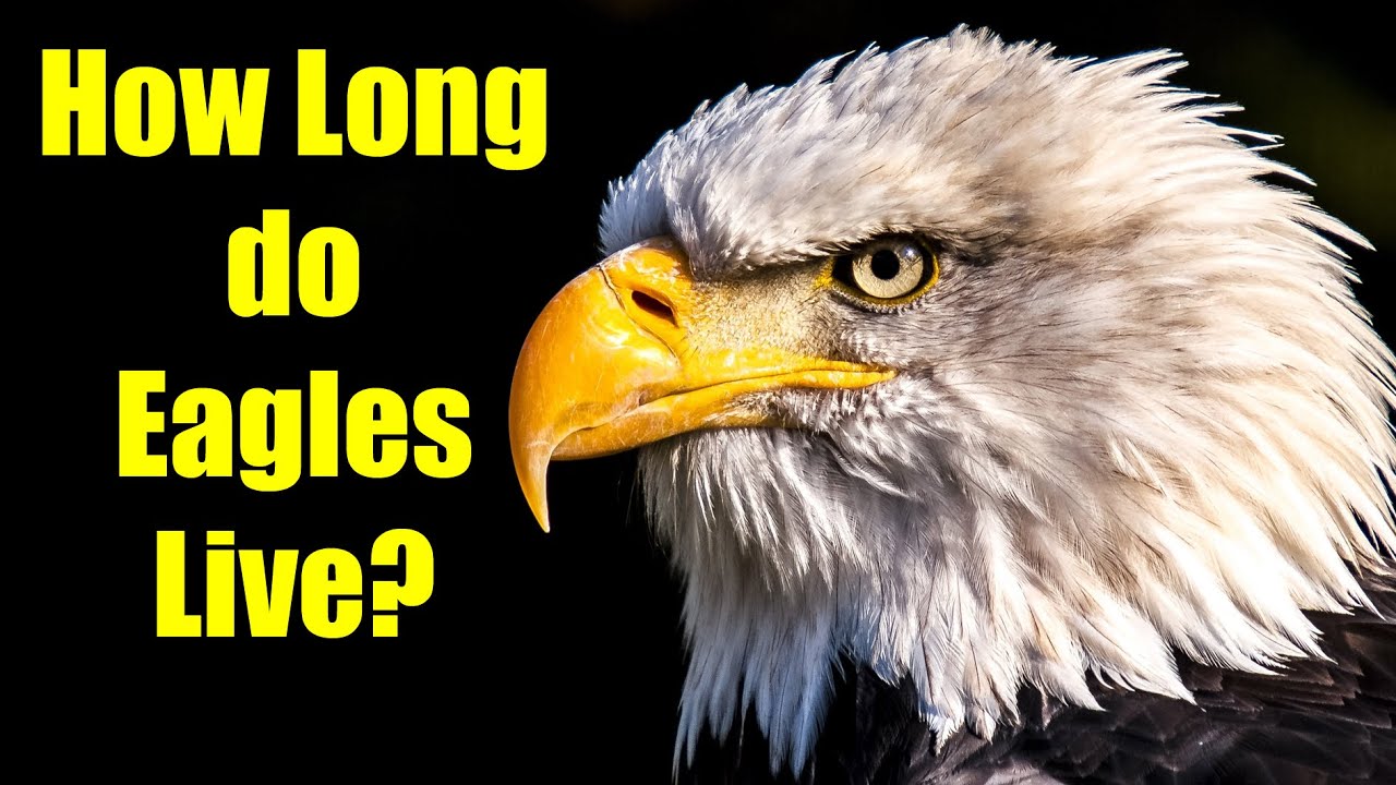 Bald Eagle Lifespan - How Long do Eagles Live?