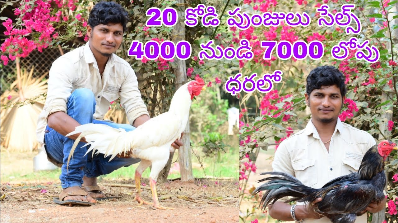 9100371557 only what's app chat 20 పుంజులు సేల్స్...5/2/2026
