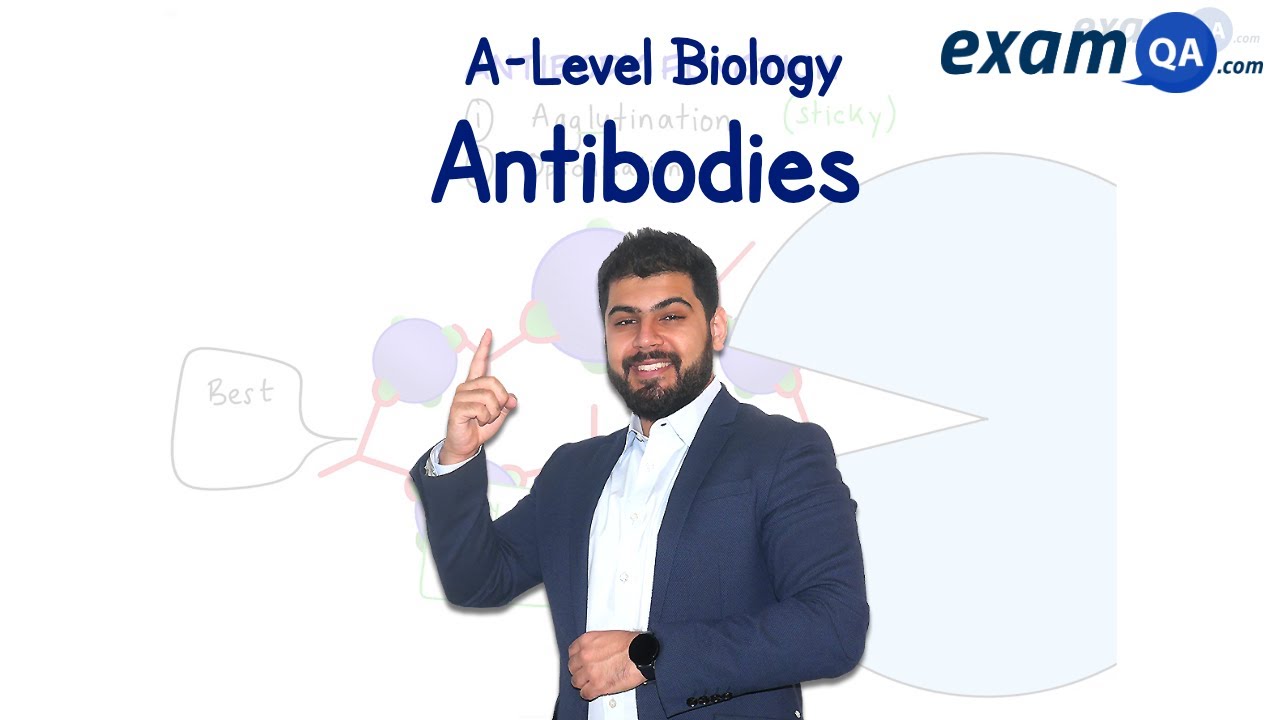 Antibodies | A-Level Biology