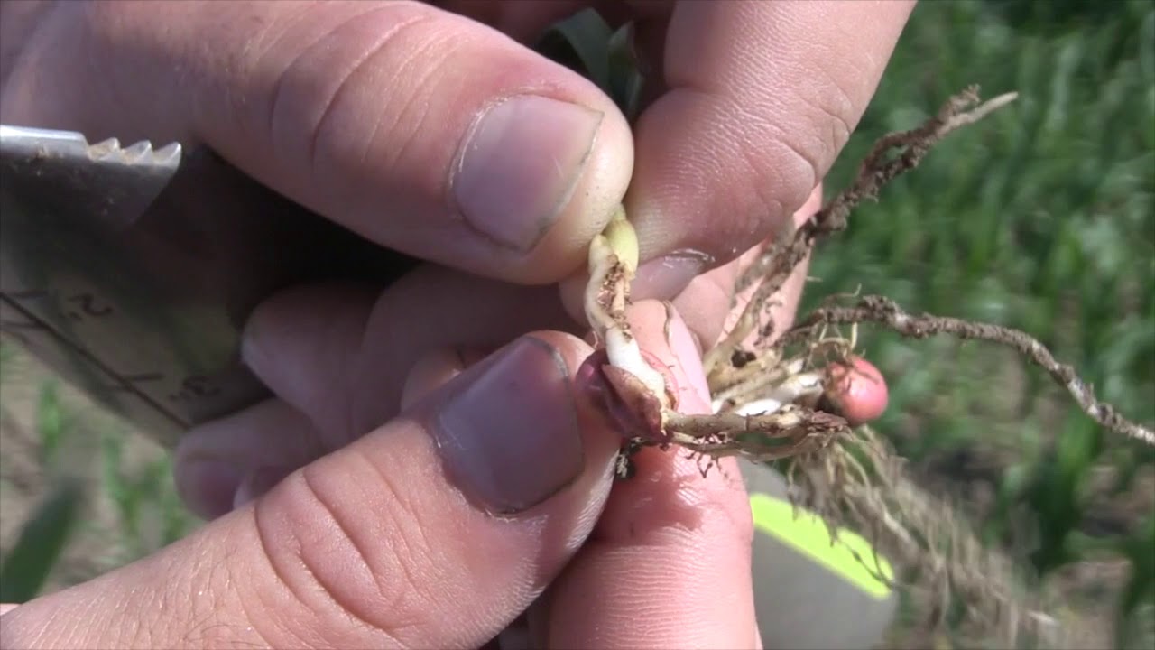 Corn School: Don't get knocked out by fertilizer burn