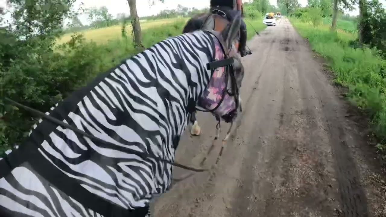 Edzia, Forcel, Ekstaza i Tango w terenie
