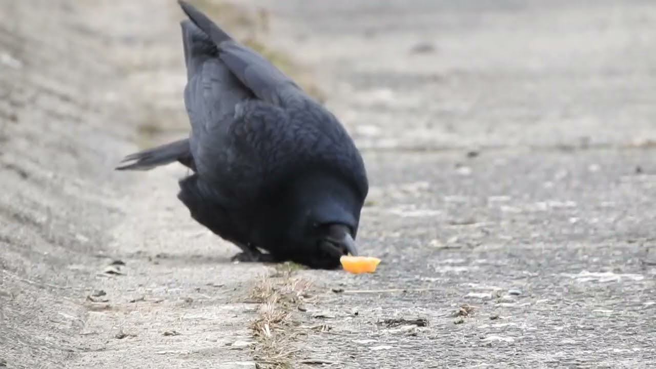 This crow's little steps are TOO cute!!【小走りカラス可愛すぎ！】
