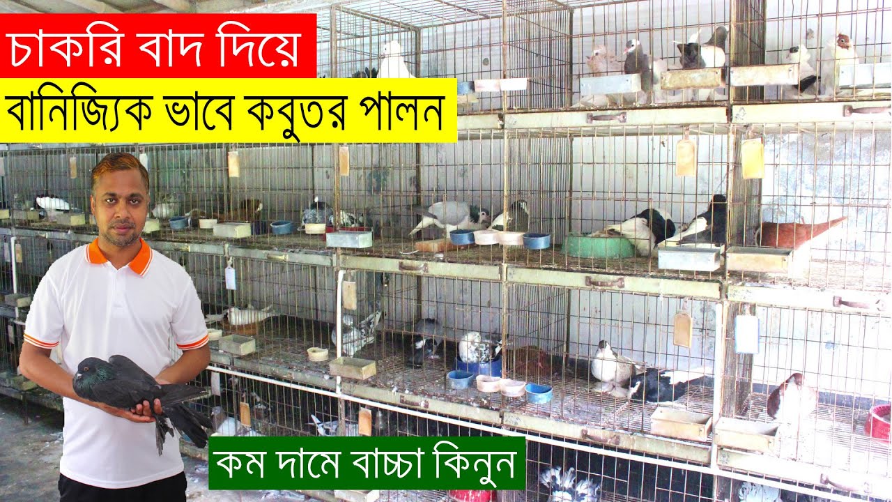 চাকরি বাদ দিয়ে বানিজ্যিক ভাবে কবুতর পালনে করে সফল বনপাড়া নাটোরের রাশেদুল ভাই | কবুতর পালন পদ্ধতি |