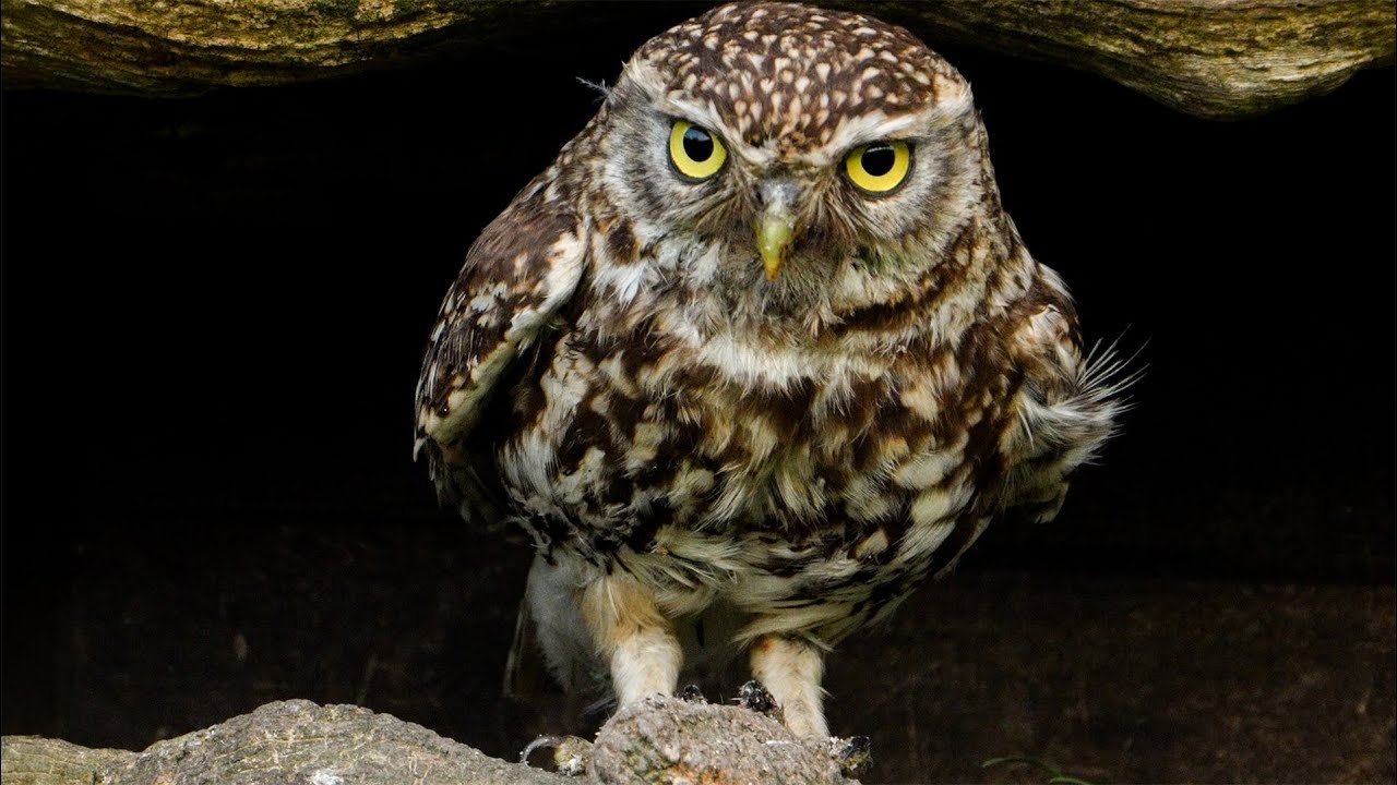 Amazing Film Follows 'Little Owl' Hunting to Feed Chicks | 4K  | Discover Wildlife | Robert E Fuller