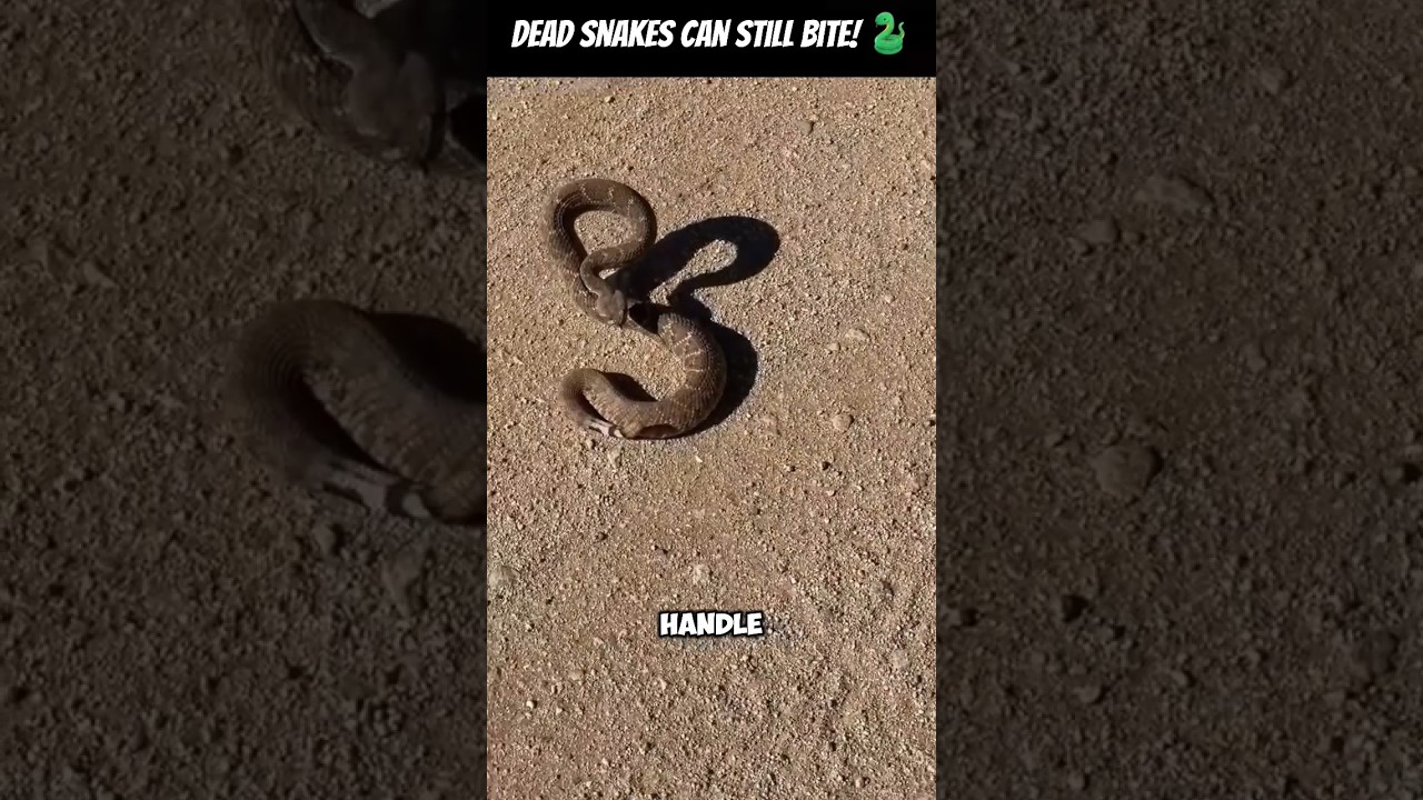 🐍 Snakes Can Still Bite After Death! #WeirdNature #MindBlowingFacts