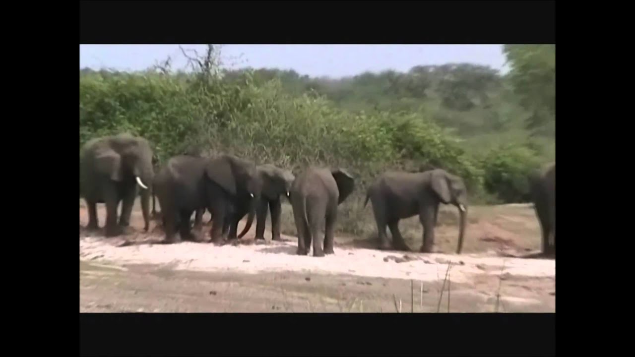 The Kasiisi Project - Disney Worldwide Conservation Fund Part 2.wmv