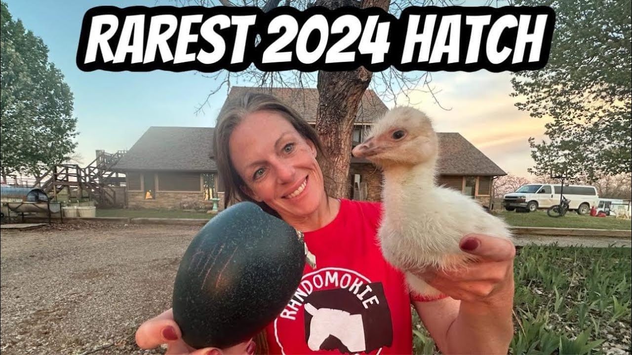 Захватывающие новости с фермы: новости о новом птенце эму и раненой семье эму