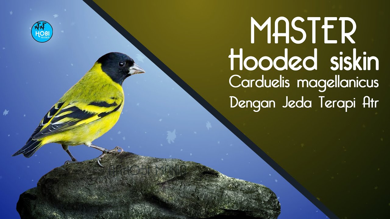 MASTER Suara Hooded siskin, Sadis Jeda Rapat....
