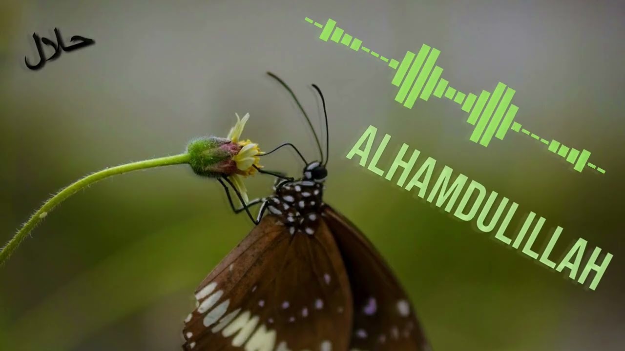 Alhamdulillah 