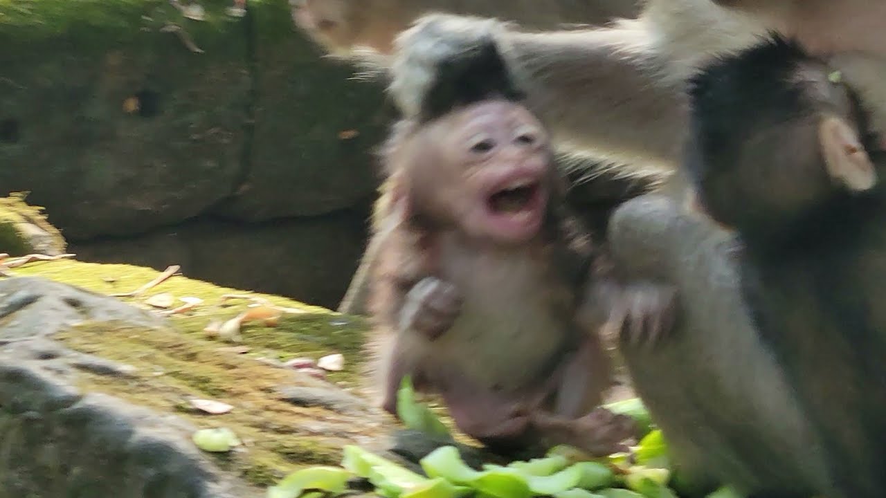 All Monkey🐒 Eating Cucumber What a Yummy Food... 🥰 while Spring reject to babies play around her