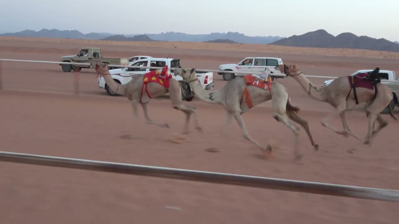 الشوط الرئيسي للبكار اللقايا 4كم(باروده)لـ  عبيد سلمان الجهني 1445/12/16