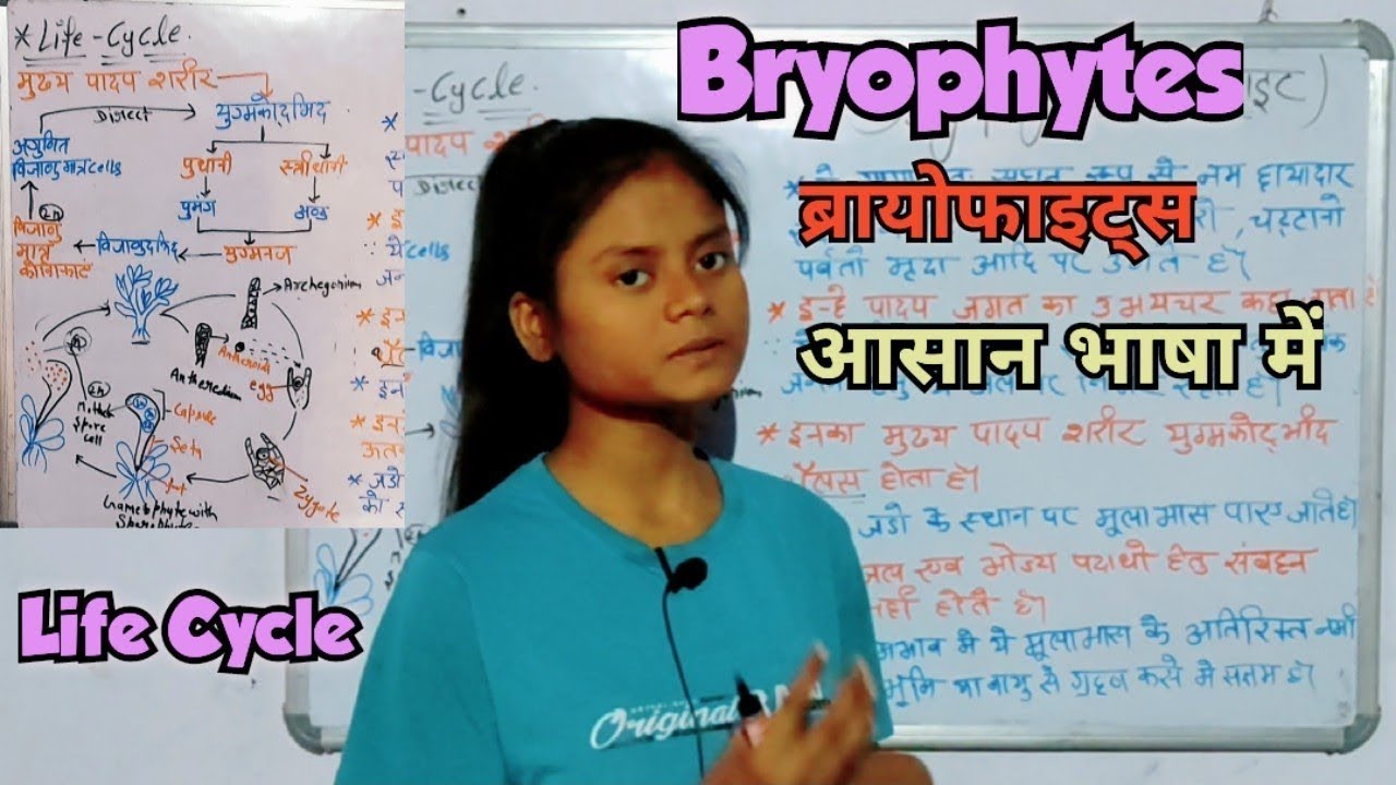 Bryophytes (ब्रायोफाइटा) ||  habitat (आवास) || लक्षण , Life cycle (जीवन चक्र) || आसान भाषा में