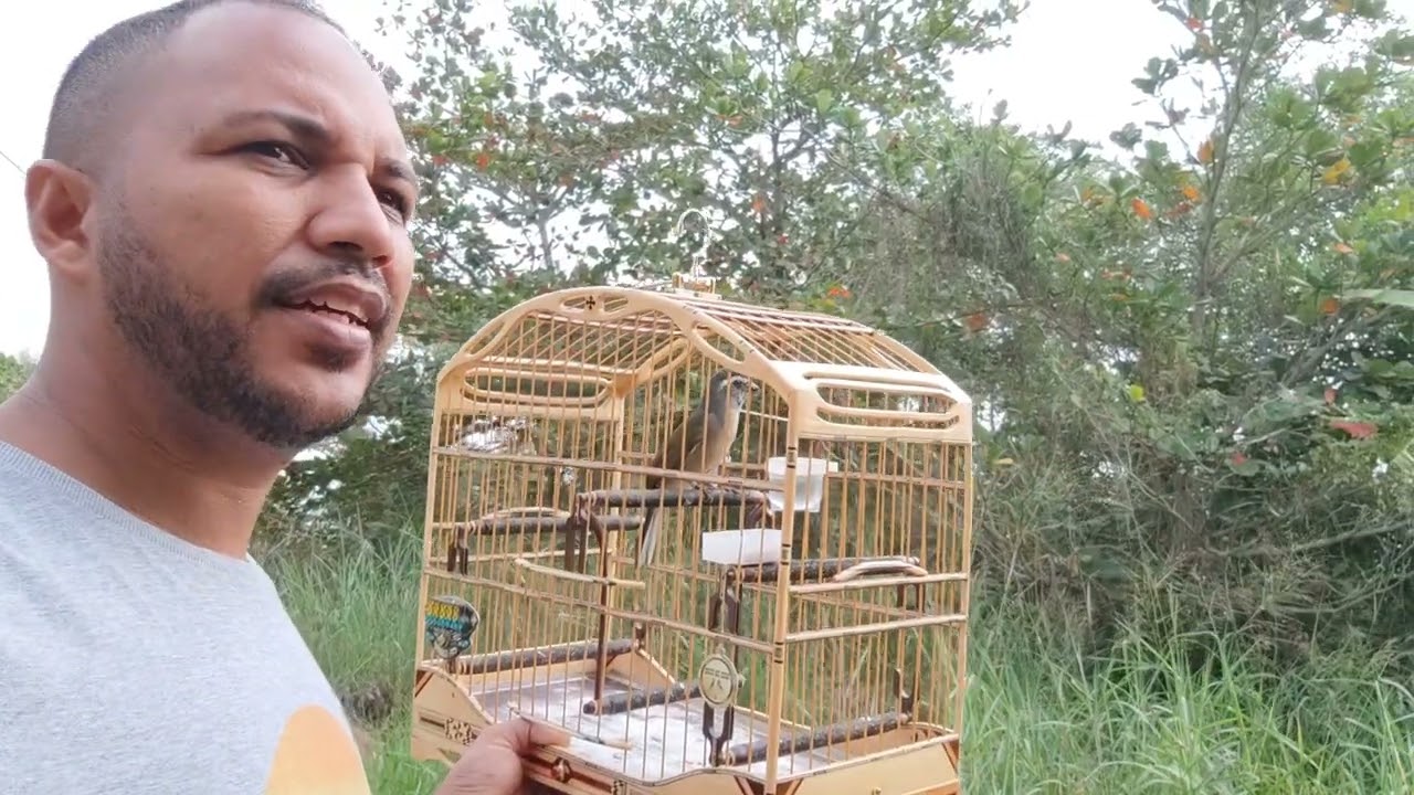Temporada de trinca-ferro  chegando... Como ativar o trinca no mato