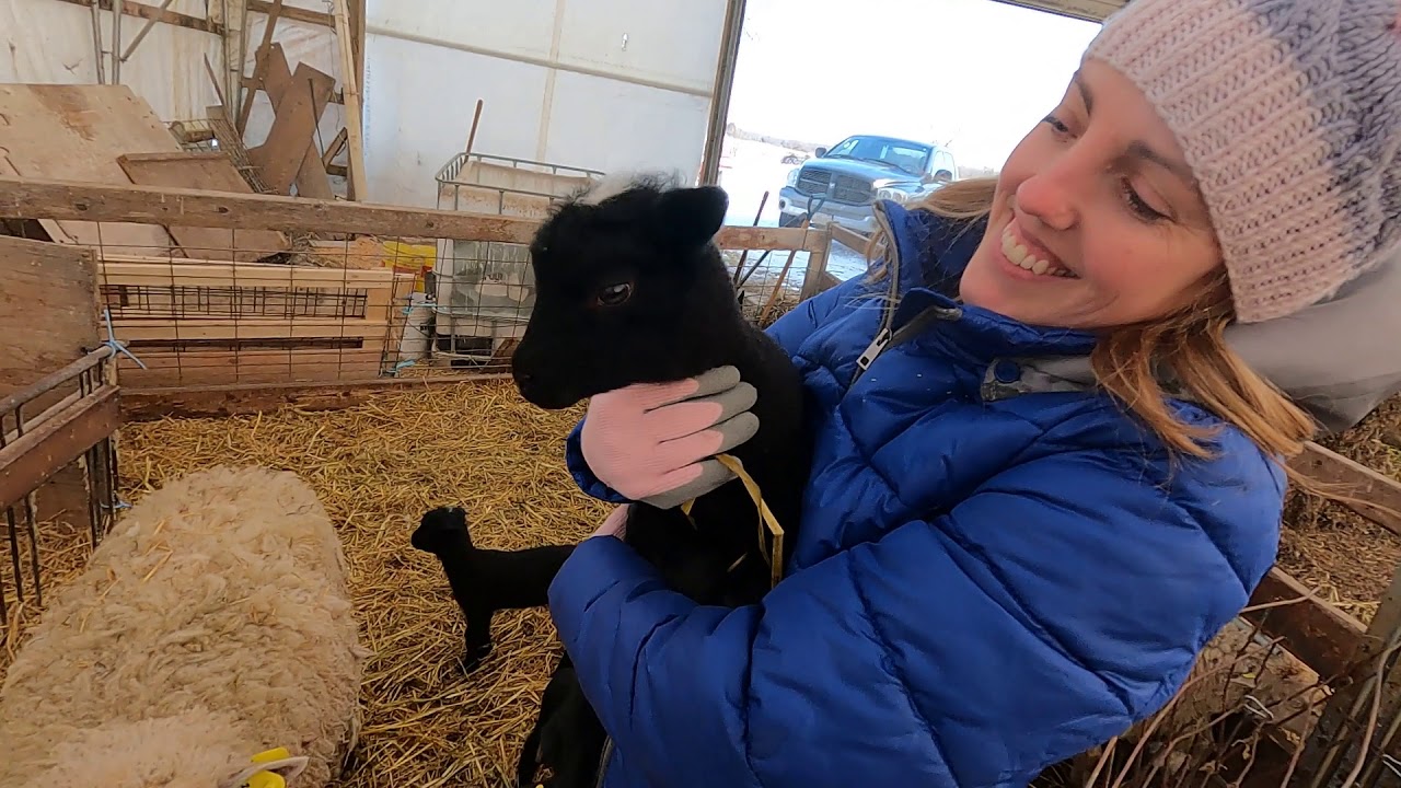 Great Lambing Rate...Now to Keep Them Alive
