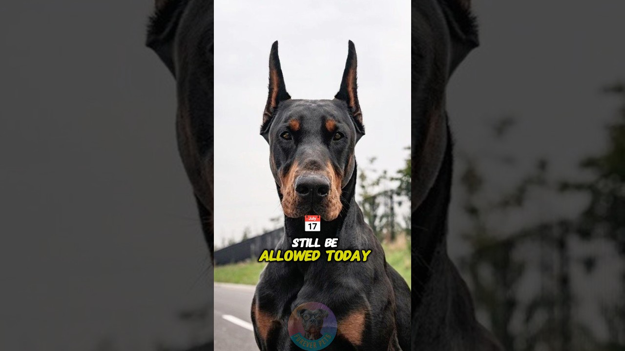 Should Ear Cropping Dobermans Still Be Allowed Today 