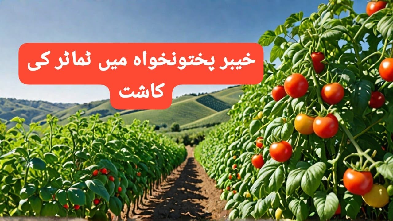Exploring Tomato Valley in KPK! / Tomato Cultivation in KPK, Pakistan 🇵🇰/کےپی کے میں ٹماٹر کی کاشت