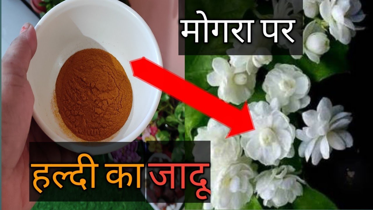 फरवरी मे मोगरा पर जल्दी कर ले ये सभी काम,अगर पूरी गर्मी चाहिए फूल ही फूल #mograplant #care