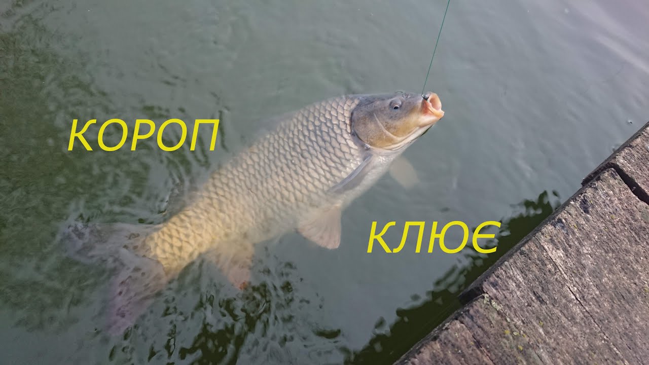 Боковий кивок, короп (3,05,2020)