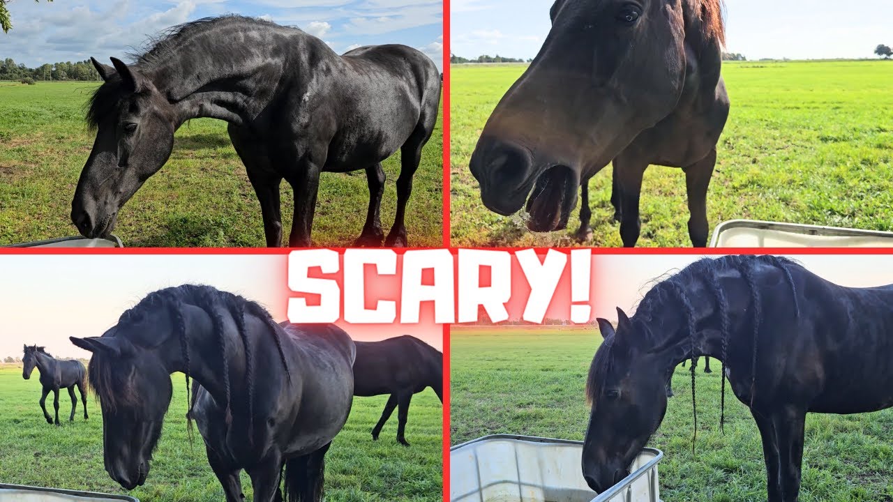 How scary is that!! Would it be possible to drink? | What to do with a squeaky bit | Friesian Horses