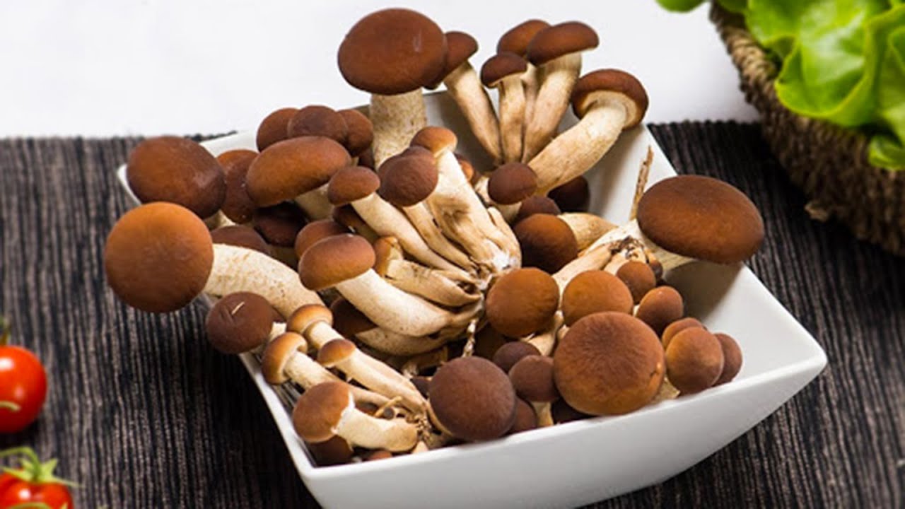 TUTTO SUI FUNGHI PIOPPINI - Riconoscimento, Raccolta, Pulizia e Cottura!