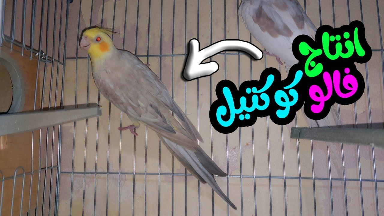 انتاج فالو كوكتيل بكل الطرق