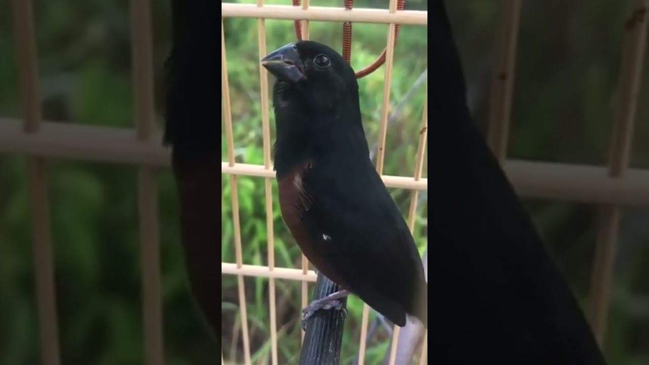 MELHOR CANTO DE CURI&Oacute; CL&Aacute;SSICO