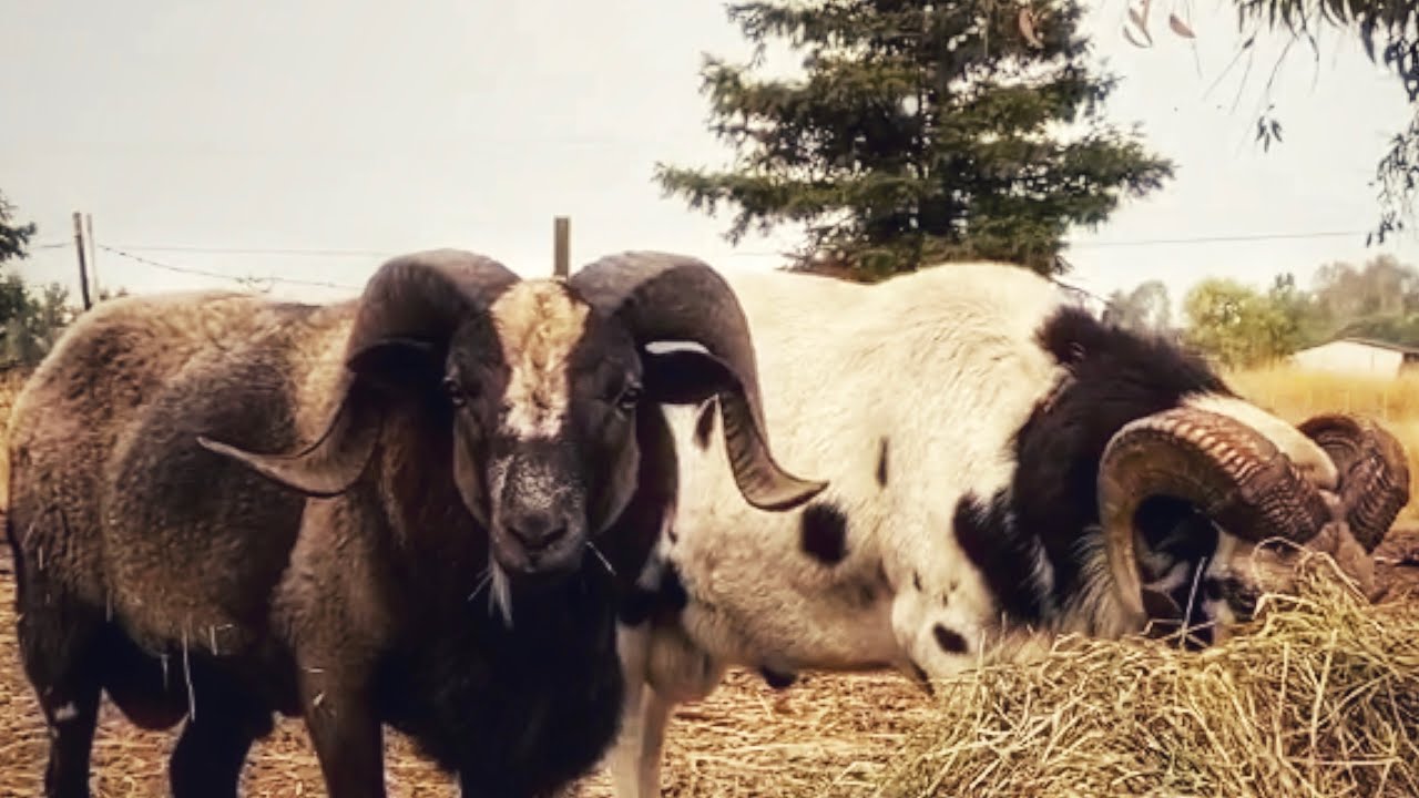 A dRAMatic Change in How We Raise Sheep