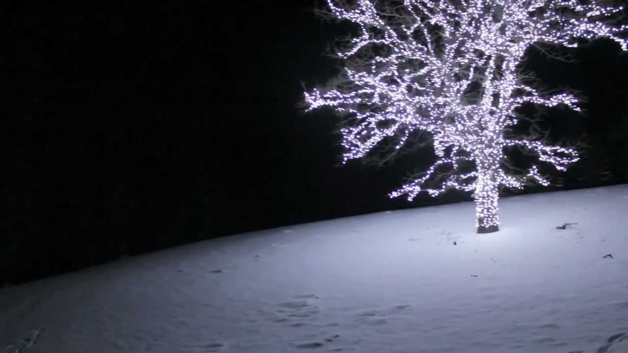 Jerry's Tree (lighted tree on I-35 seen by over 1 million people)