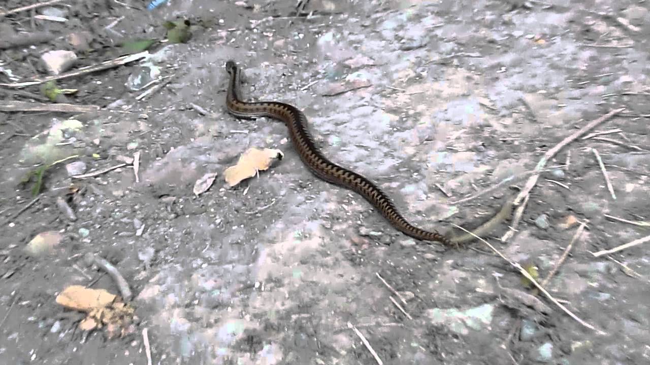 Snake Vipera Berus - North Downs, Kent, UK