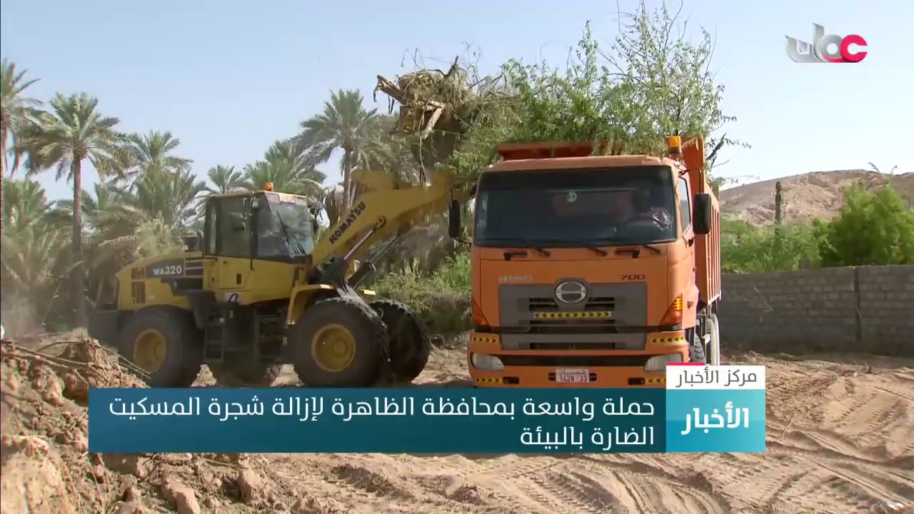 حملة واسعة بمحافظة الظاهرة لإزالة شجرة المسكيت الضارة بالبيئة