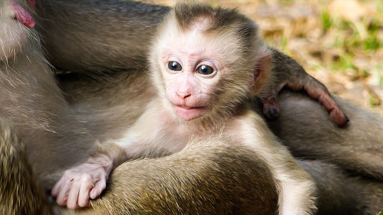 Quiet life in the forest |Mom & baby time (Libby & Levy) |Levy is curious looking around