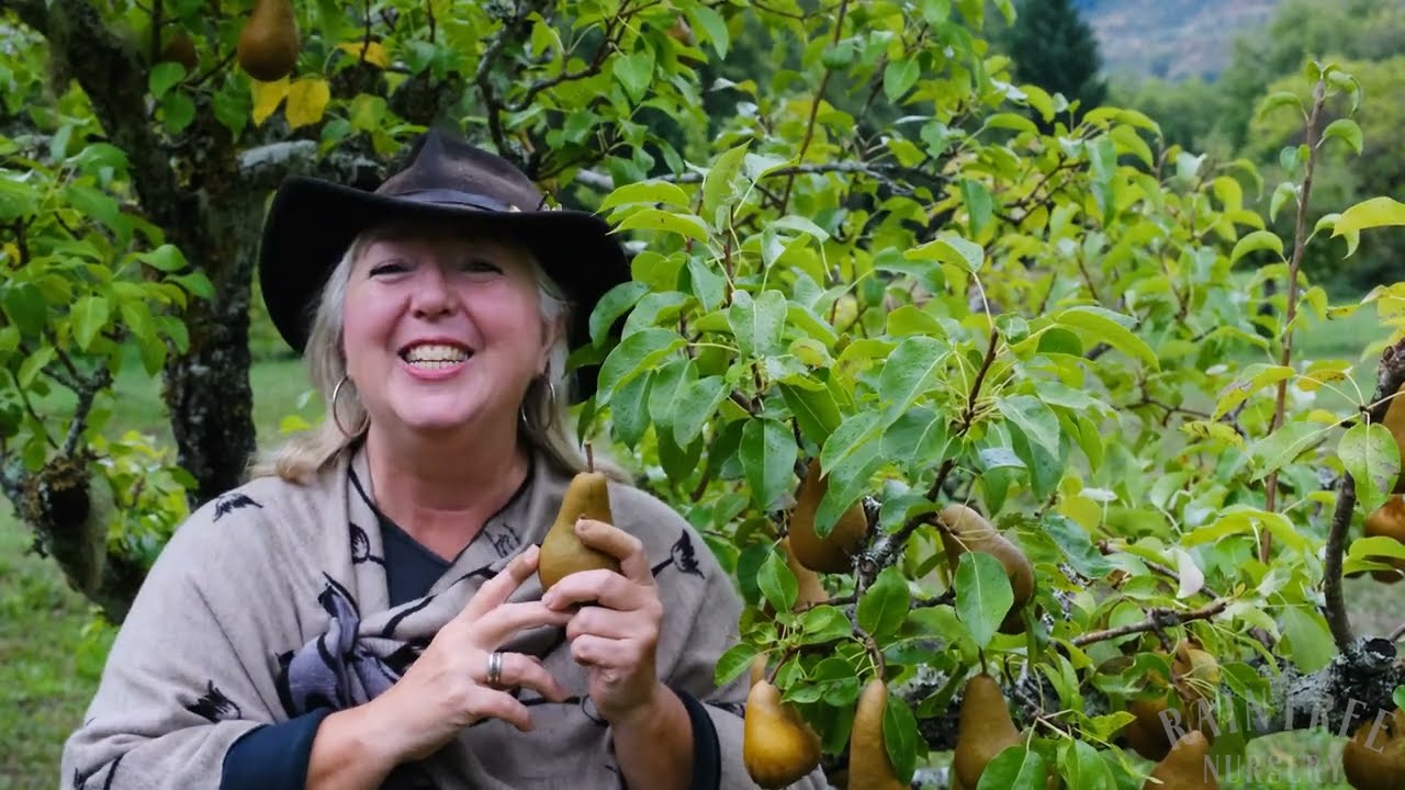 Raintree Nursery Fruit Feature: Bosc European Pear!