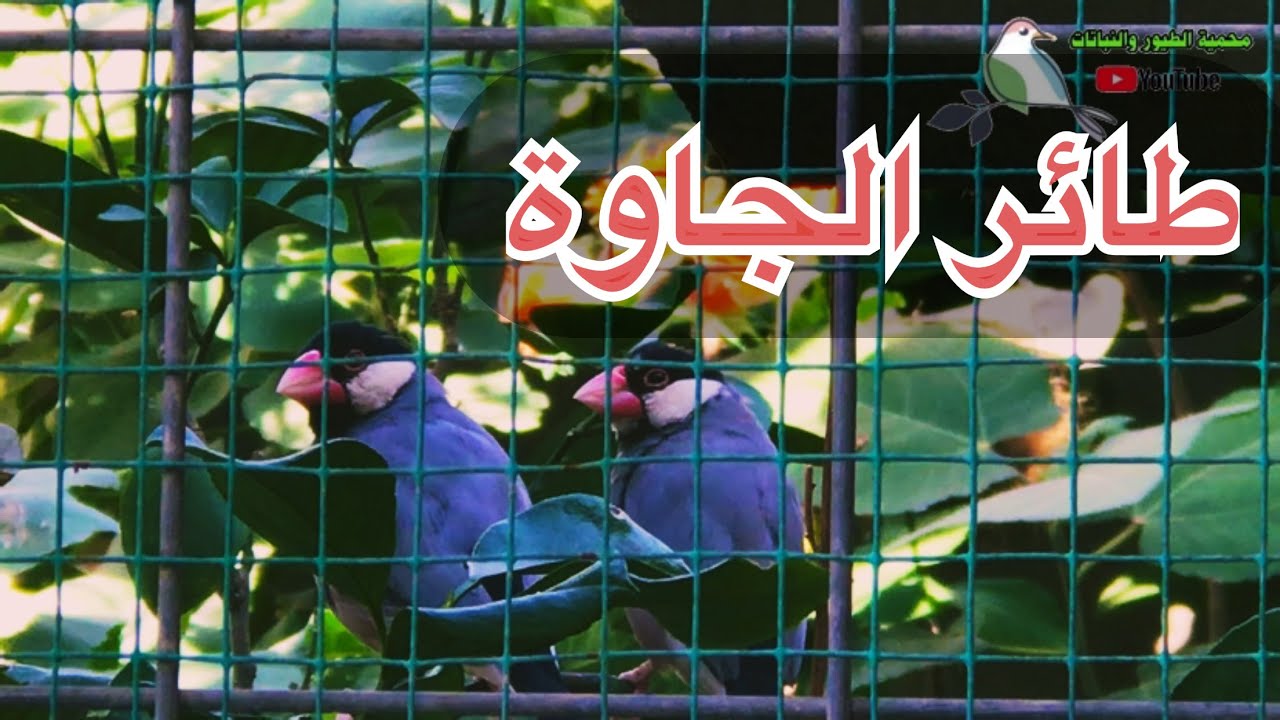 محمية طيور عراقية /حلقة عن تربية طائر الجاوة (67)