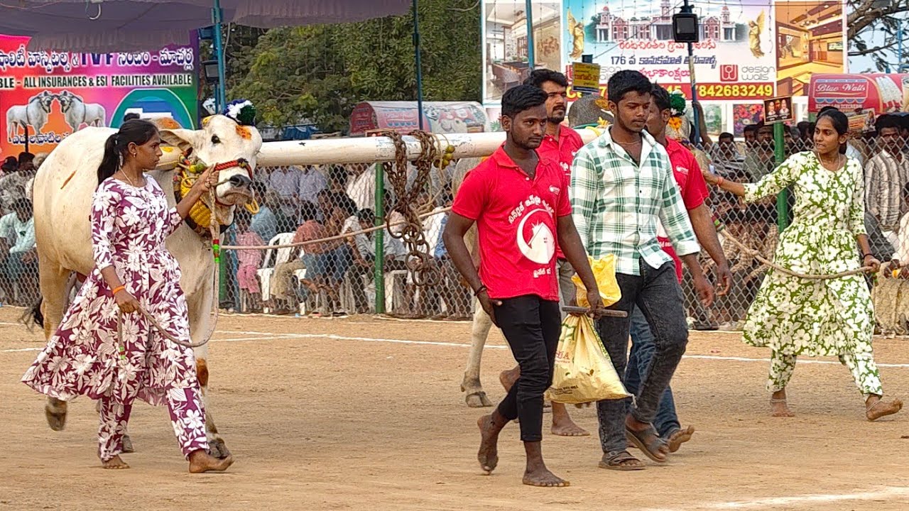 2026-రెంటచింతల.2పళ్ళు.14వ జత.